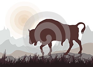 Isolated silhouette of a bison . sun.